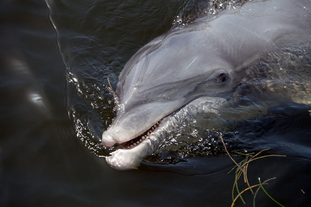 A wild Florida Dolphin that the locals call Beggar who lives in the Casey Key Area.