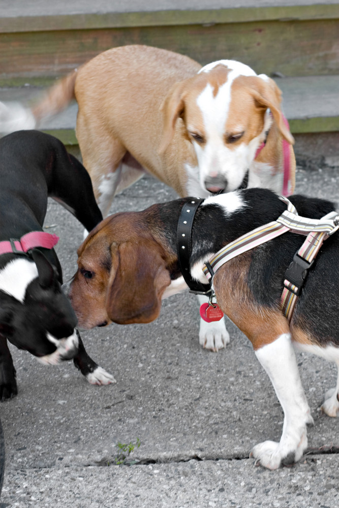 A young Boston Terrier and two Beagles check each other out.