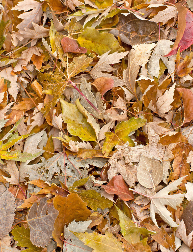 Backgrounds Autumn Leaves Vertical Royalty-Free Stock Image - Storyblocks