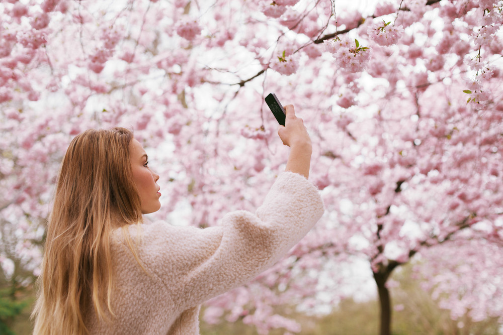 Beautiful young female taking pictures of pink blossom flowers at a spring blossom park. Beautiful caucasian woman shooting flowers with her mobile phone.