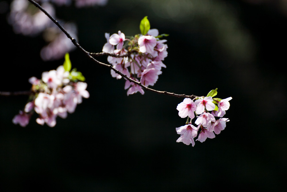 Cherry Blossom Sakura Flower Isolated In Black Background Royalty