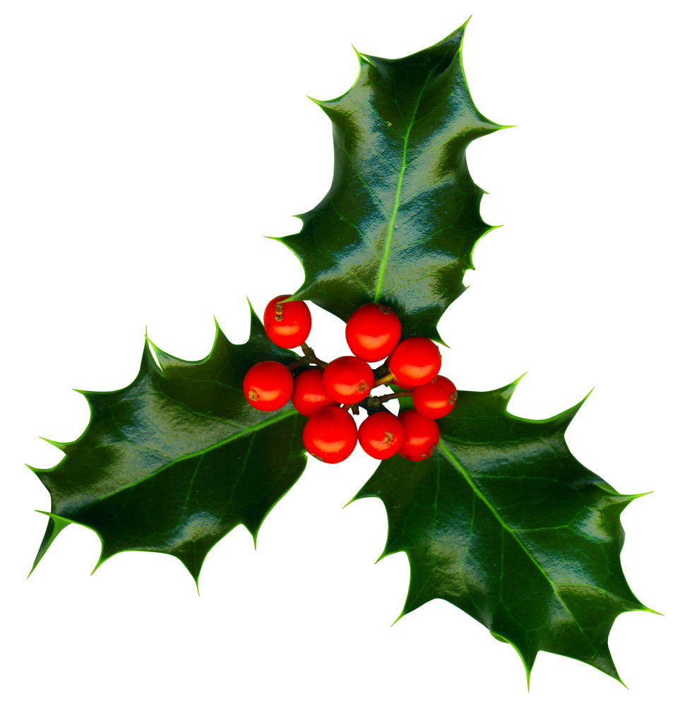 Clipping Path. A Sprig Of Holly Isolated On A White Background Royalty ...