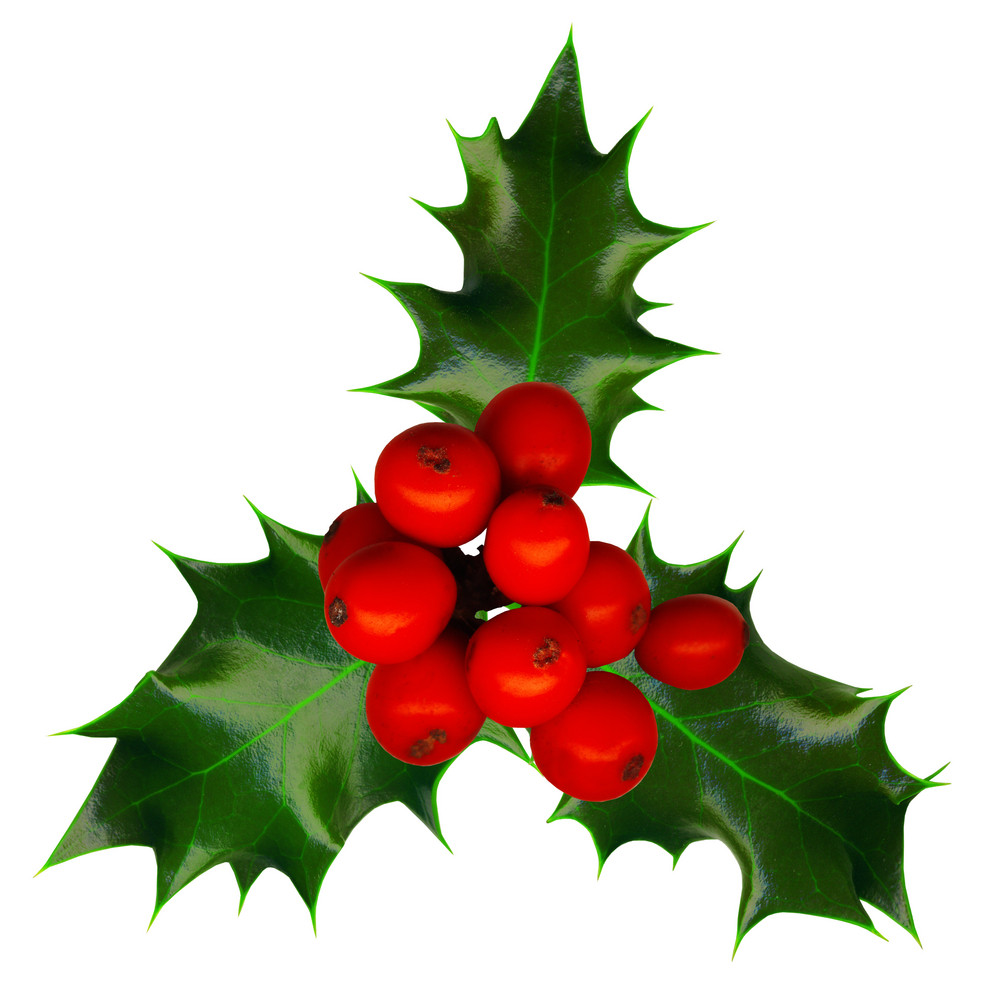 Clipping Path. A Sprig Of Holly Isolated On A White Background Royalty ...