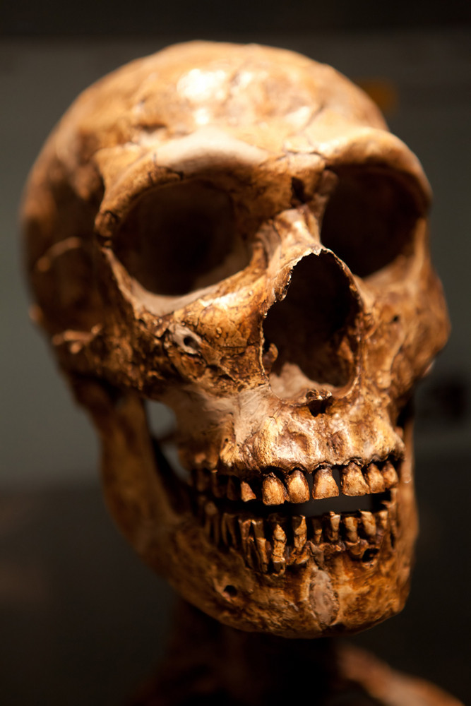 Close up of an old Human skull fossil.