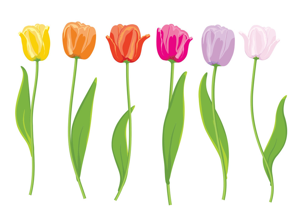 Color Tulips. Vector Illustration Royalty-Free Stock Image - Storyblocks