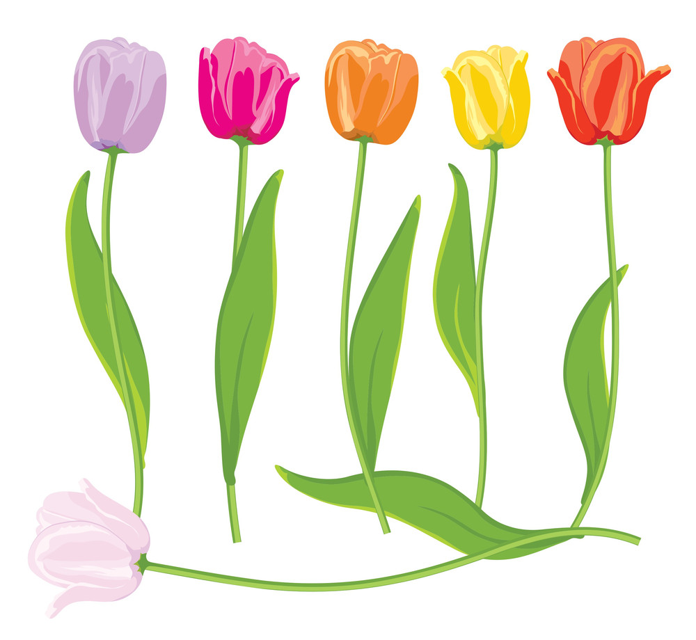 Color Vector Tulips Set. Royalty-Free Stock Image - Storyblocks