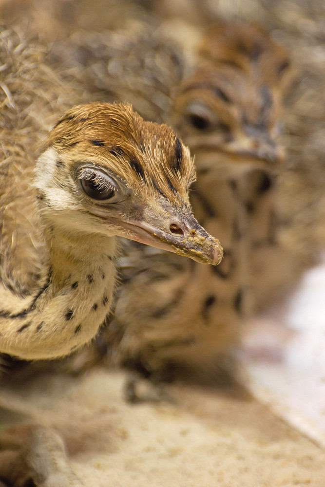 Cute Baby Ostrich Royalty Free Stock Image Storyblocks Images