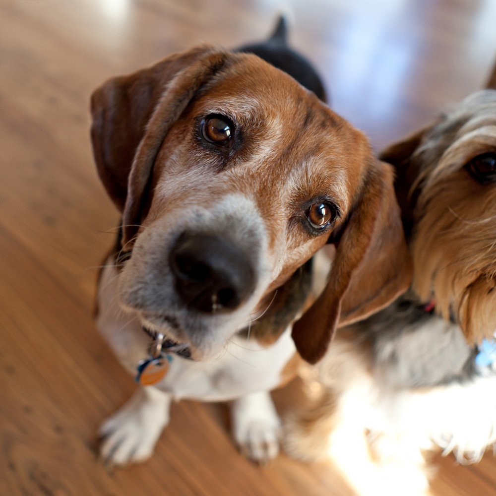 Cute beagle dog sitting down next to another dog and looking at the viewer. Shallow depth of field.