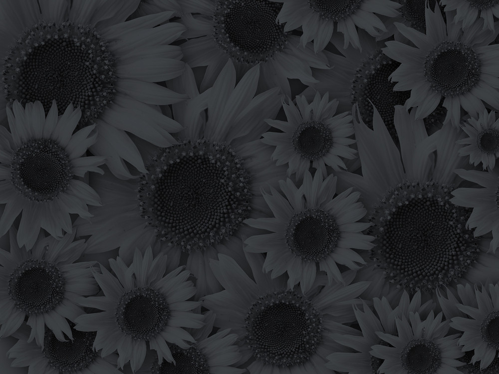 black flower background