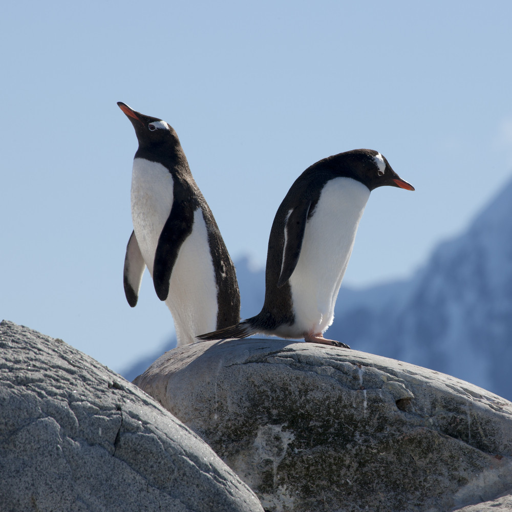 Pair of penguins standing on the rocks Royalty-Free Stock Image ...