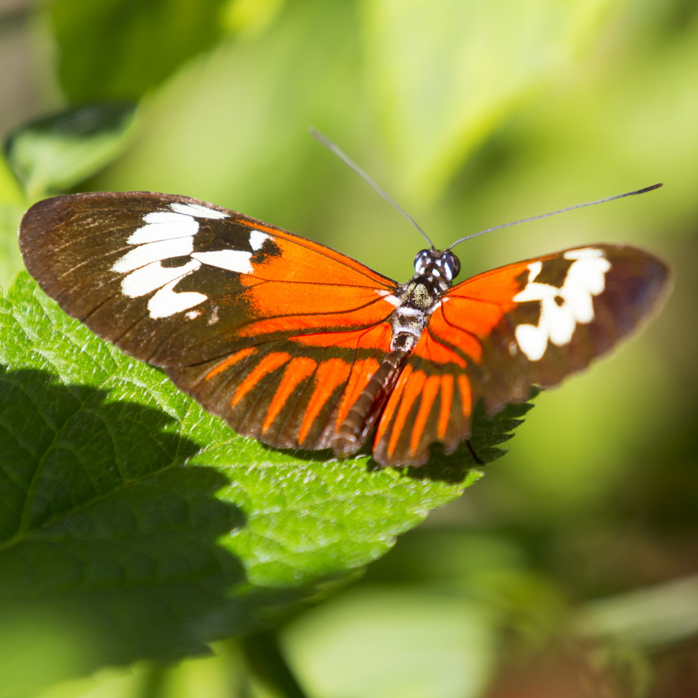 Colorful Butterfly Perched On A Leaf Royalty Free Stock Image Storyblocks Images 