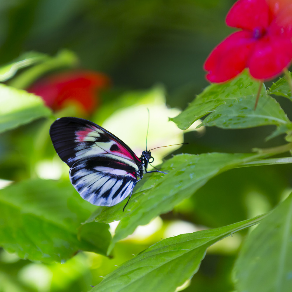 Colorful Butterfly Perched On A Leaf Royalty Free Stock Image Storyblocks 