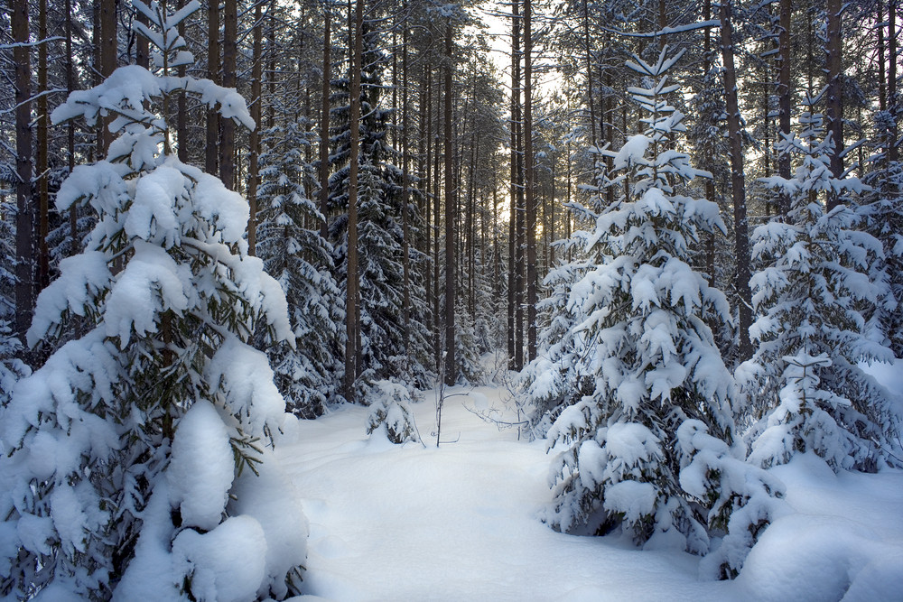 Path through a sunlit forest in heavy snow Royalty-Free Stock Image ...