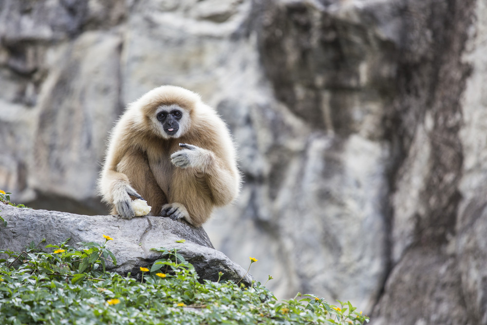 Gibbon White Hand Royalty-Free Stock Image - Storyblocks