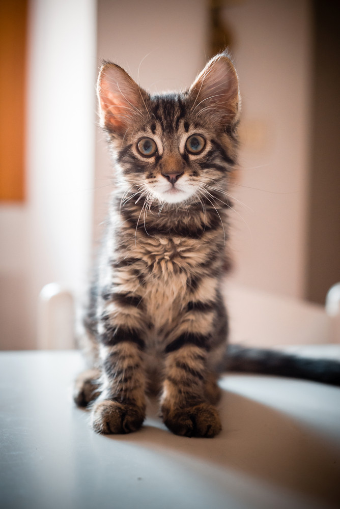 cat on the table at home