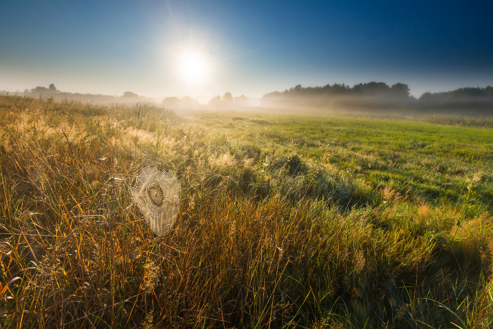 Meadow at morning. Beautiful polish meadow at foggy morning Royalty ...
