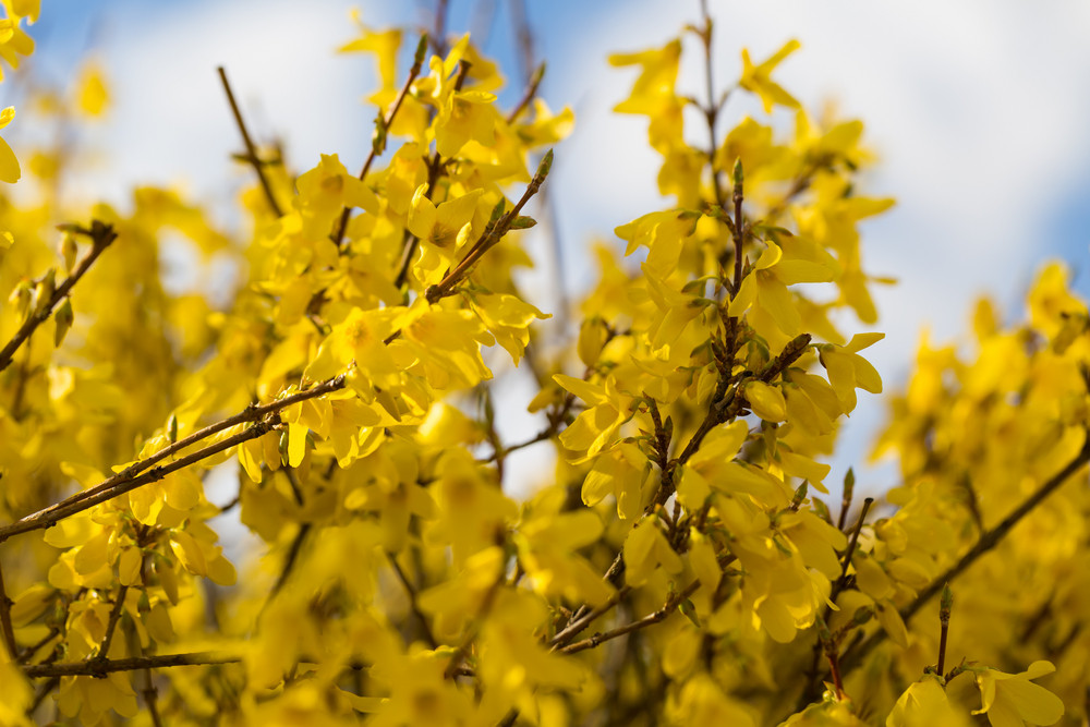 Beautiful Blooming Forsythia Bush. Close Up Of Yellow Flowers. Nature ...