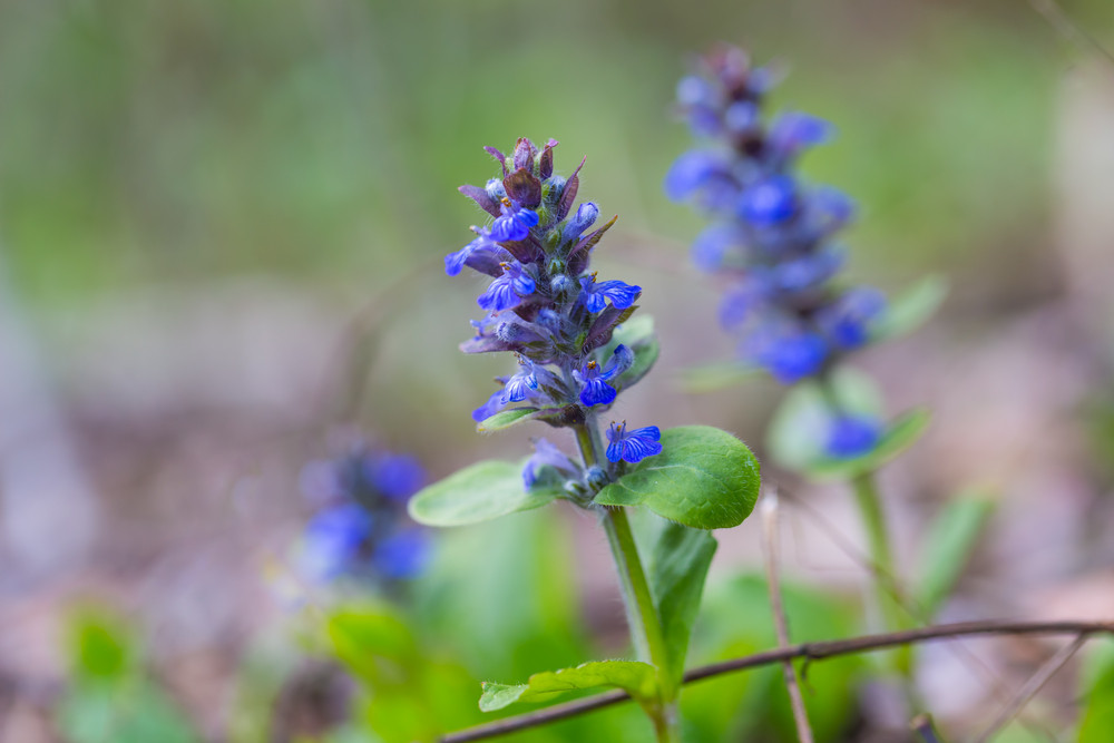 Blooming bugle plant. Wild blue flowers growing in forest. Royalty-Free ...