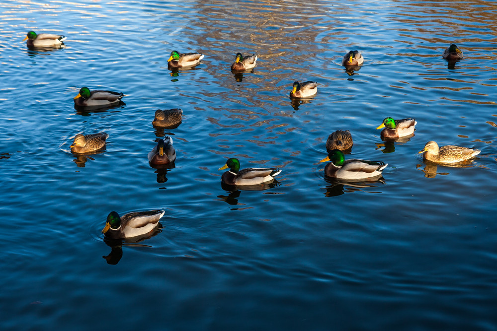 Herd of mallard ducks swimming in pond. Birds in outdoor Royalty-Free ...