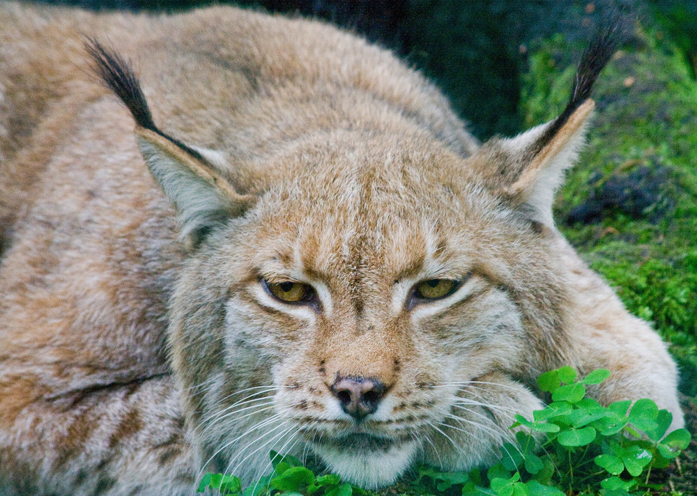 Lynx portrait. Animal face Royalty-Free Stock Image - Storyblocks