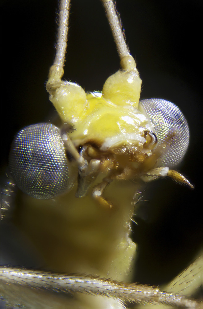 Mikrofoto Einer Florfliege - Micro-photo Of A Lacewing