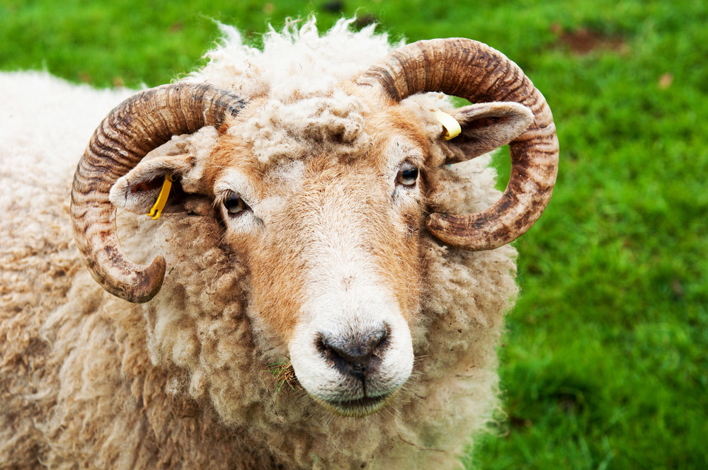 Sheep With Horns Royalty-Free Stock Image - Storyblocks