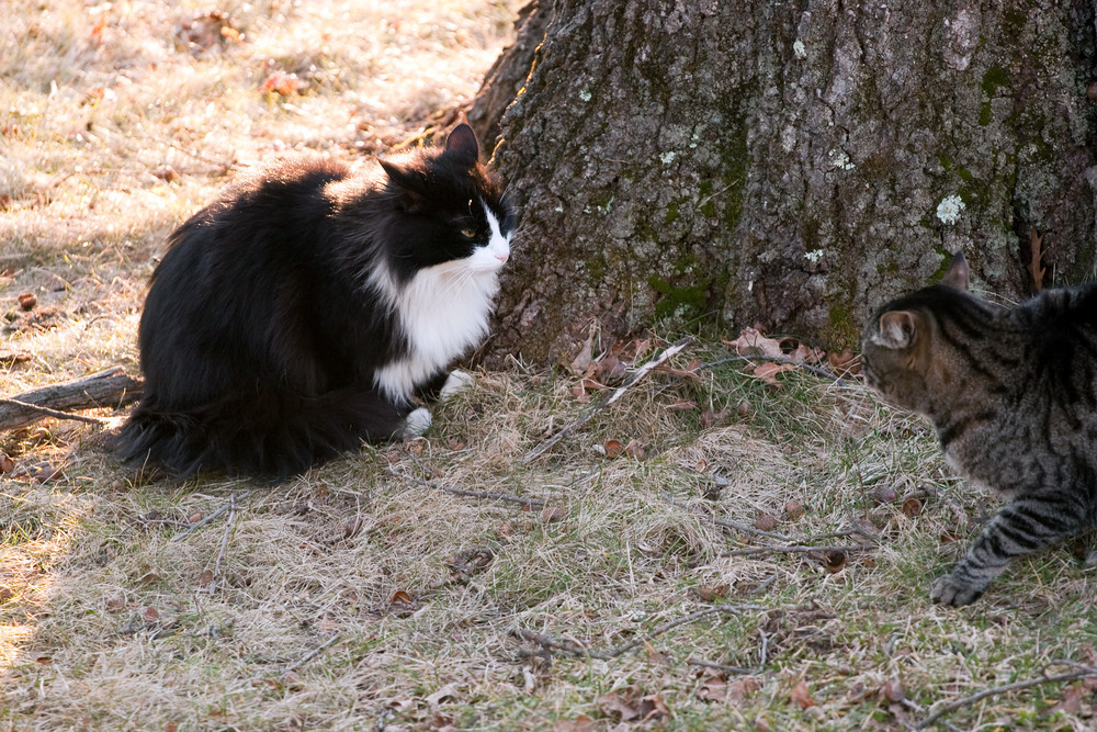 Two outdoor cats staring each other down while having a territorial confrontation.