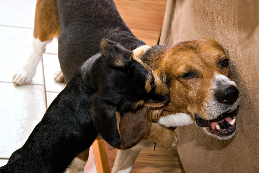 Two young dogs play fighting indoors. The puppy is going for the beagles ears.