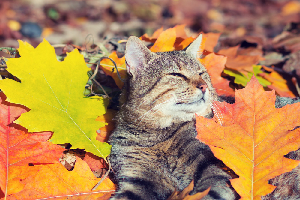 Cute cat lying in the autumn park on the colorful fallen leaves Royalty ...