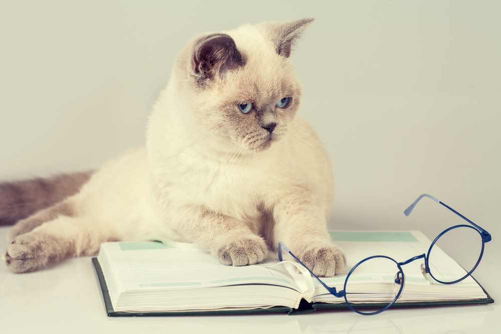 Business cat with glasses and book