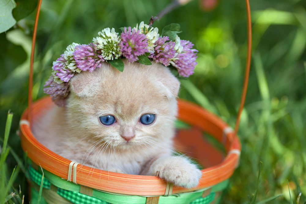 Cute cat in basket Royalty-Free Stock Image - Storyblocks