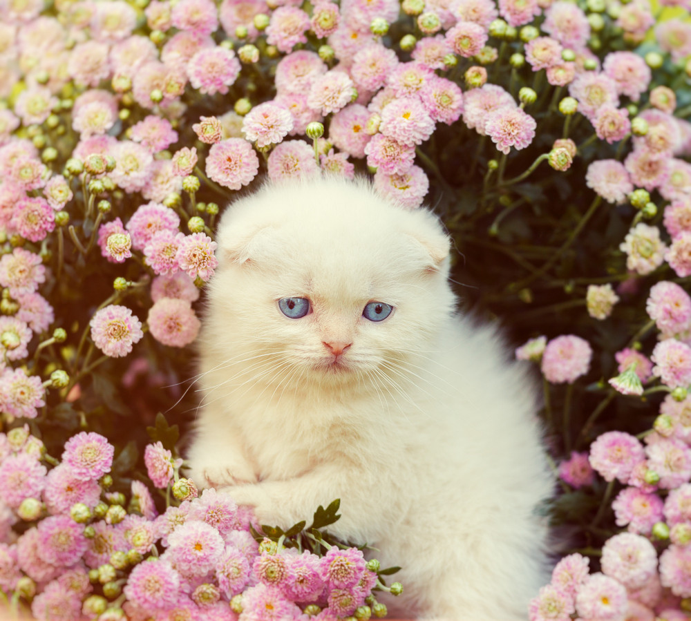 Cute little white scottish fold kitten sitting in flowers Royalty-Free ...
