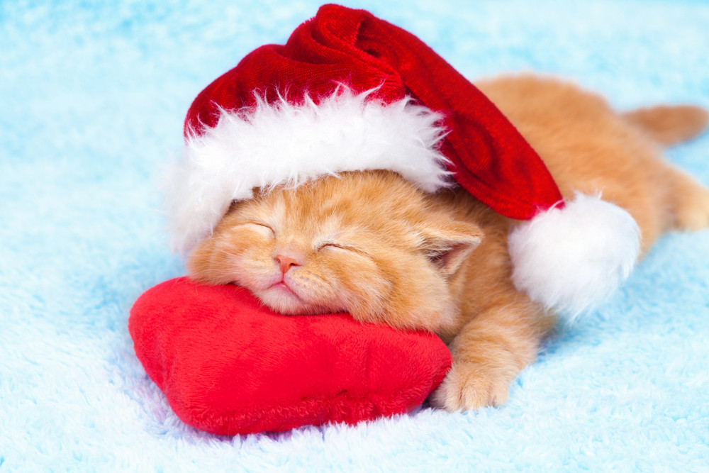 Little kitten wearing a santa hat sleeping on a red pillow Royalty-Free