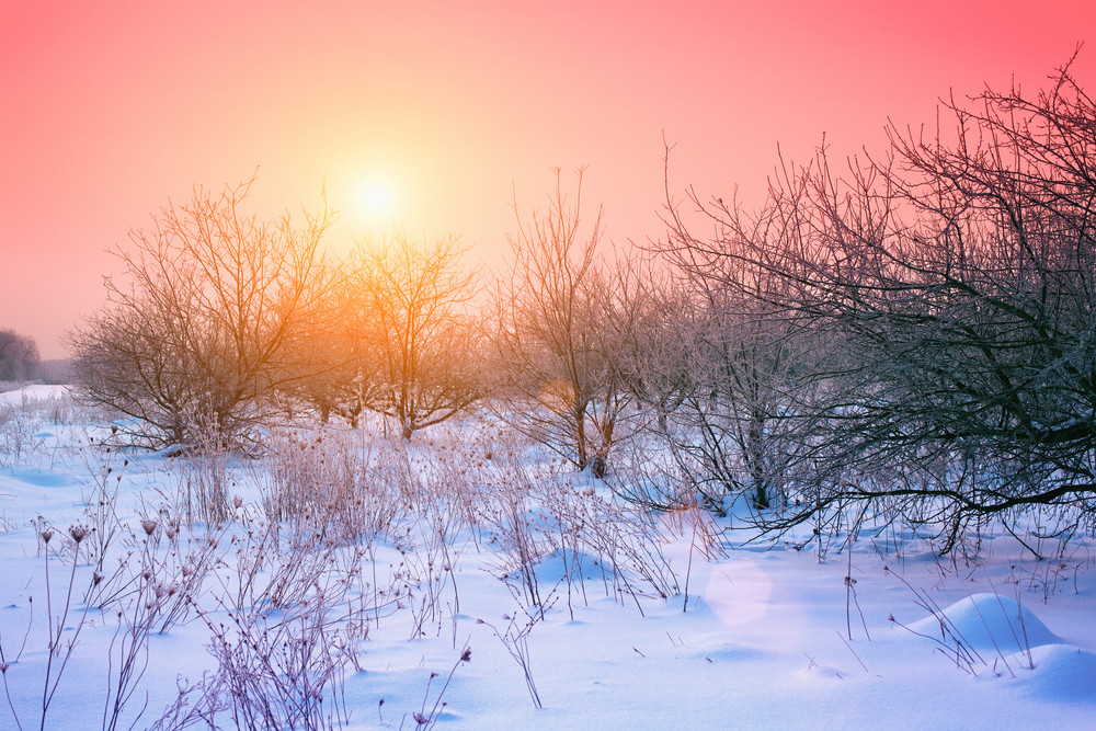 Apple orchard at winter sunrise Royalty-Free Stock Image - Storyblocks