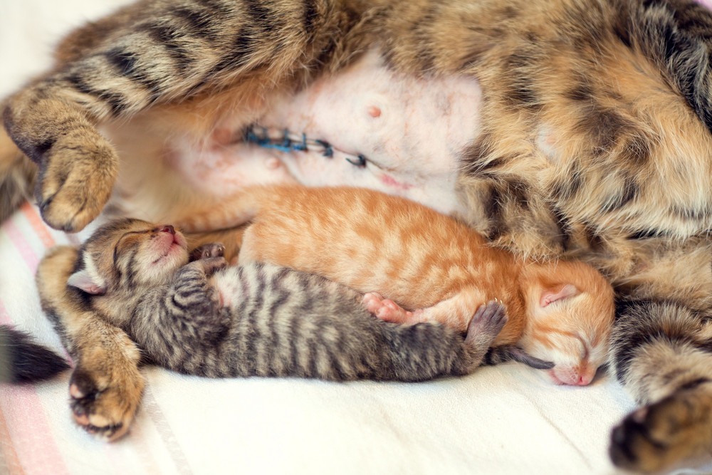 Cat after cesarean section lies with a two newborn kittens Royalty-Free ...