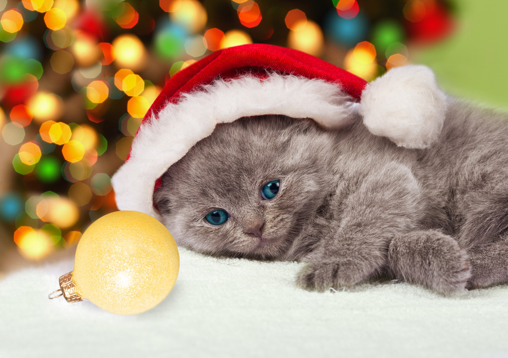 kitten christmas hat