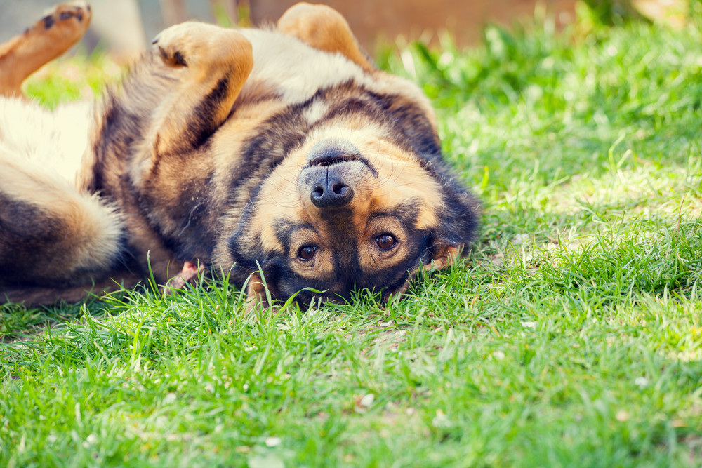 Dog lying on the back on the grass Royalty-Free Stock Image - Storyblocks