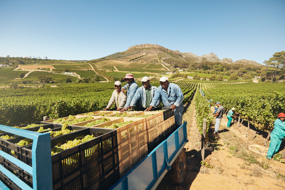 Workers loading boxes of grapes on a tractor trailer after harvesting. Grapes being delivered from the vineyard to wine manufacturer. Transporting grapes from grape farm to wine factory.