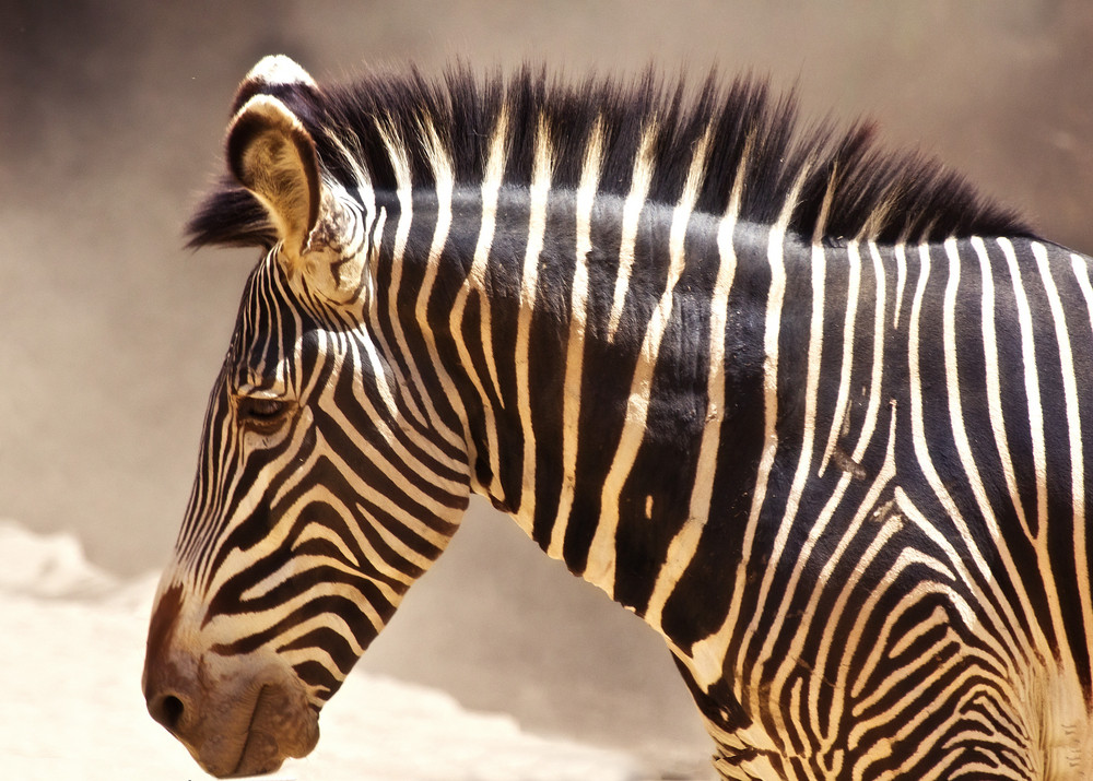 Zebra Royalty-Free Stock Image - Storyblocks