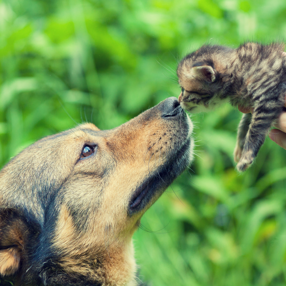 A big dog and a little kitten sniffing each other outdoor