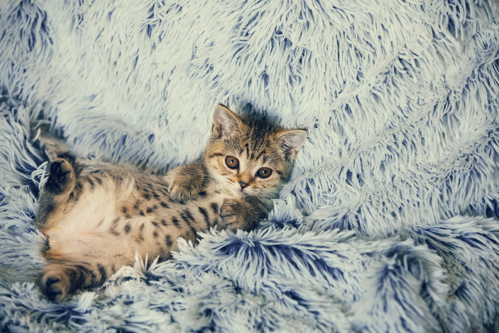 Cute little kitten lying on the back the soft fir blue blanket