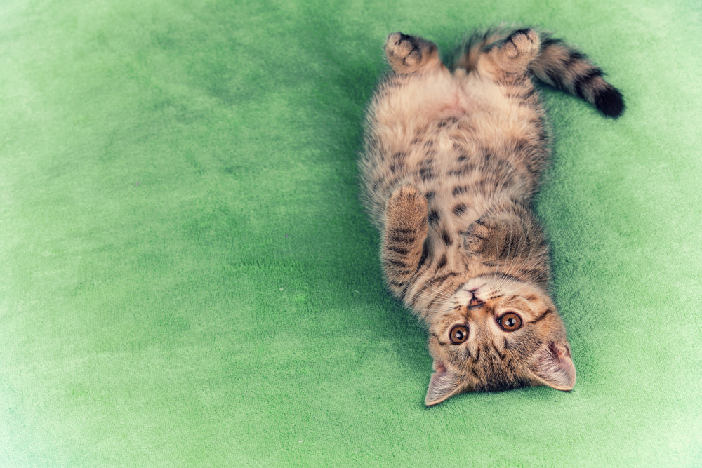 Cute little kitten lying upside down on the back the soft fluffy green blanket