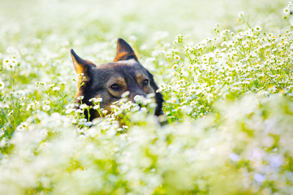 Dog hiding in the flower meadow