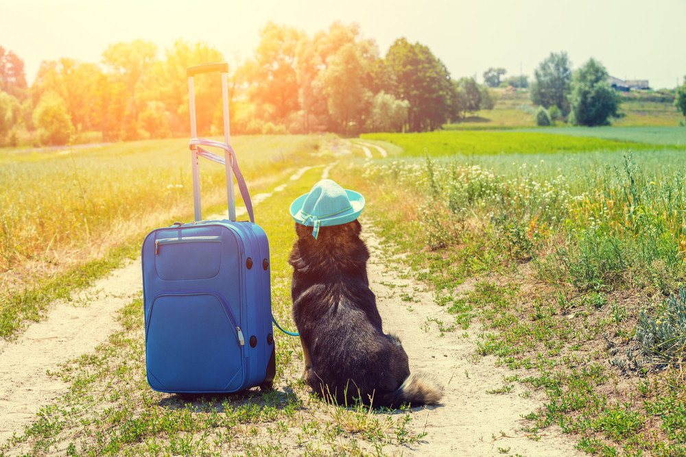 Dog wearing sun hat with travel bag sitting on dirt road in the field