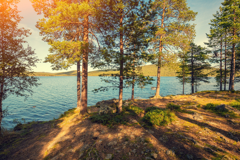 Lake shore in sunny day. Pine trees near lake. Finland, Europe