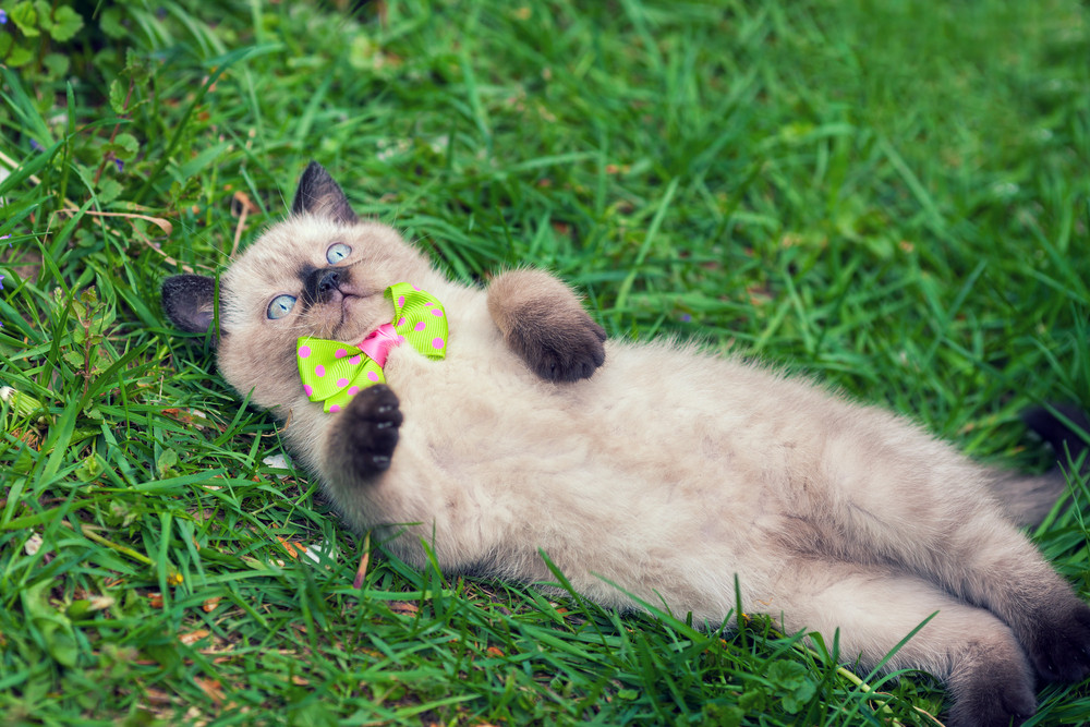 Little kitten lying on the back in grass