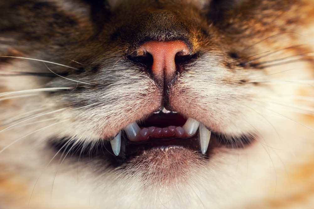 Macro portrait of cat, nose and teeth