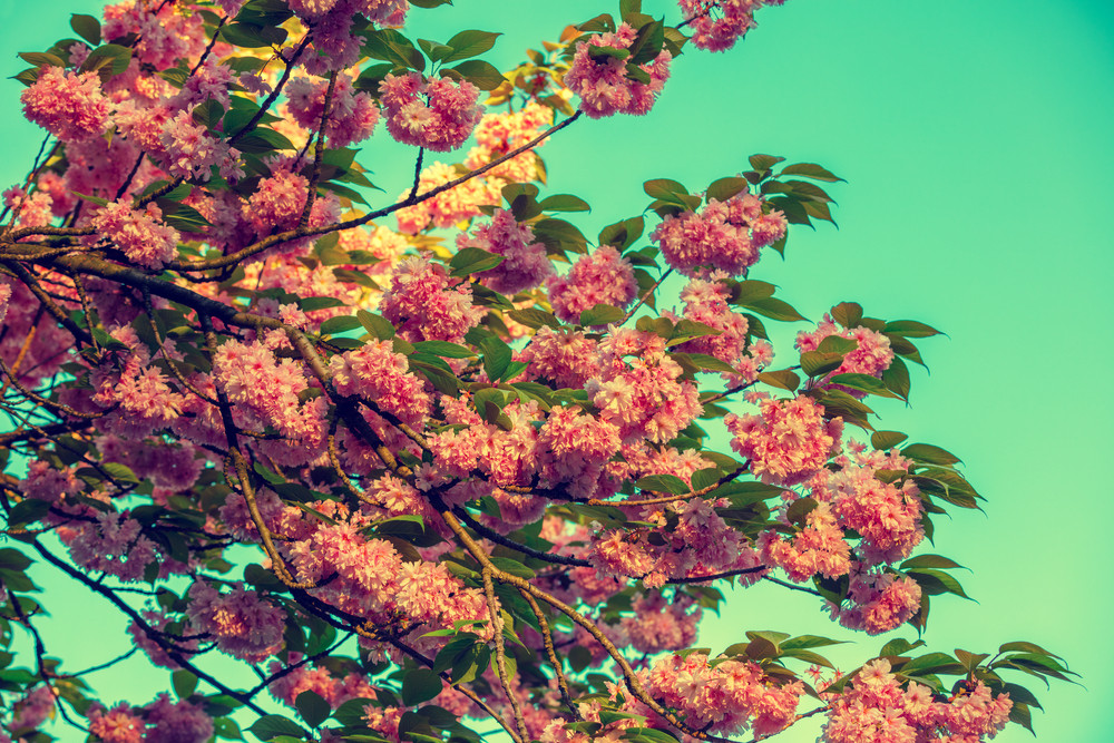 Vintage blossoming sakura against green background