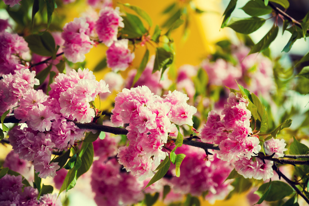 Vintage blossoming sakura