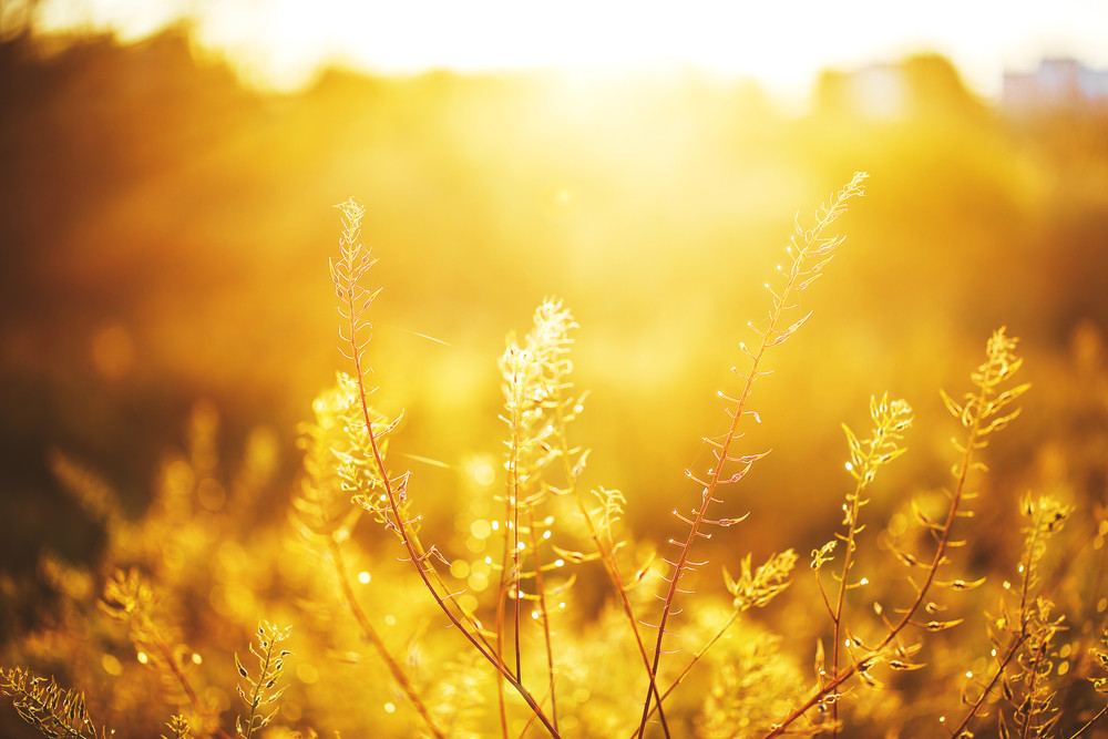 Plants In Field En Eveing Fresh Orange Yellow Sunset Nature